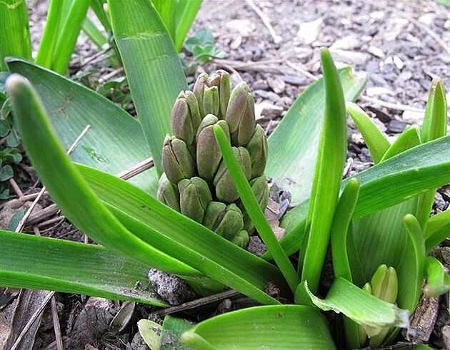 Hyacint povyrostl