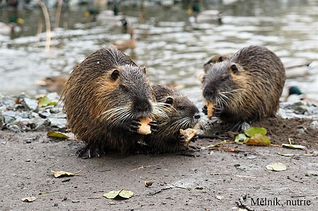 Nutrie, Mlník