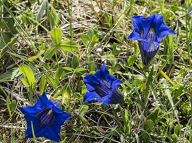 Hoec bezlodyný, Gentiana acaulis