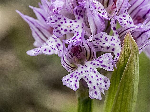 Vstava trojzubý (Orchis tridentata)