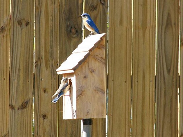 Párek salaník - bluebirds