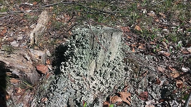 Ve vyprahlém lese jsem narazila na paízek obrostlý dutohlávkou