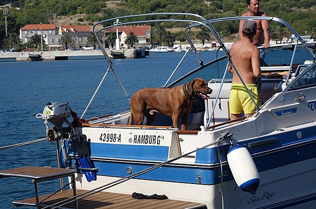 Zvíata, která jsem potkala u Jadranu