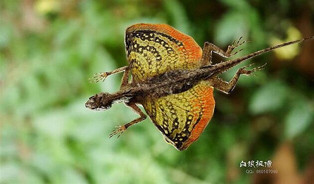 Druh létavého dráka, draco quinquefasciatus