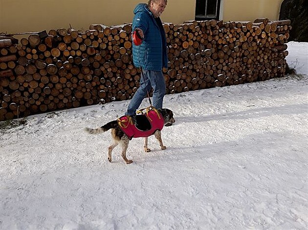 Bony v Novohradských horách, na pelomu roku 2019/20. eský strakatý pes