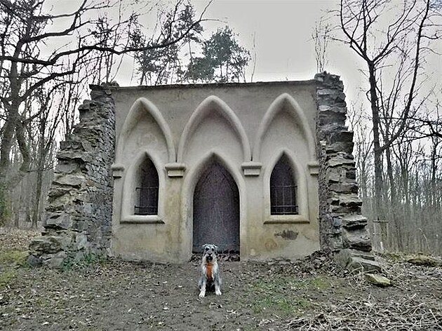 Fousisko pózuje ped kaplikou. Lesopark na Cibulce, Praha.