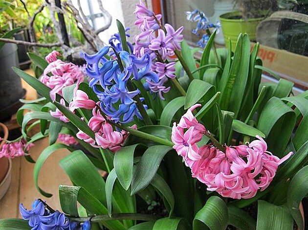 Rozkvétají dalí hyacinty. Duben 2020, Smíchov a Modany.
