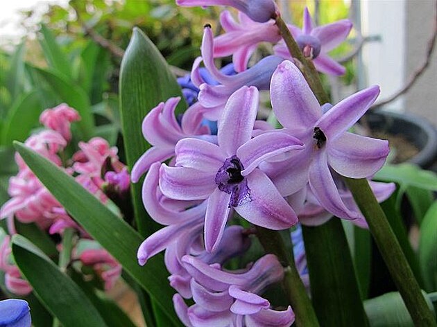 Rozkvetl i fialový hyacint. Duben 2020, Smíchov a Modany.