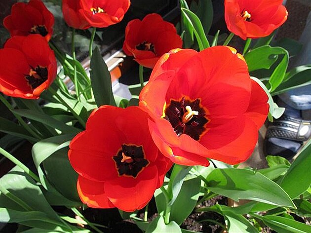 Mile m pekvapily tulipány, rozkvetly, i kdy jsou jen v misce (velké). Duben...