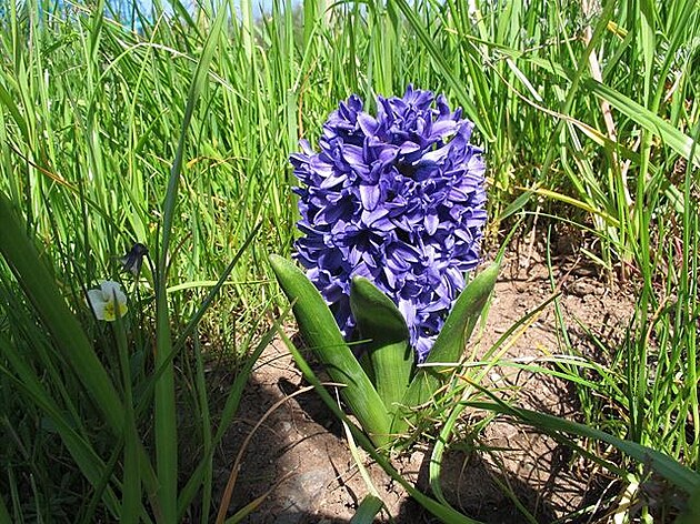 Tenhle hyacint odmítal zakoenit jako rychlený ve sklenné bace... tak byl...