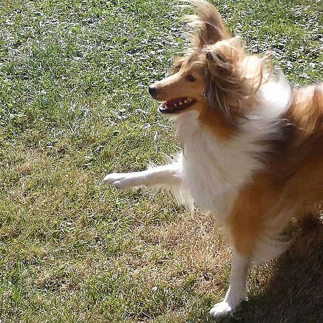 Sheltie, výctik