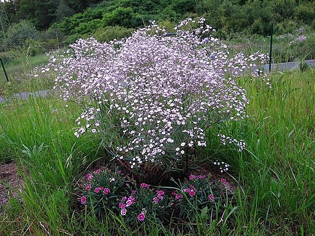 ater - Gypsophila