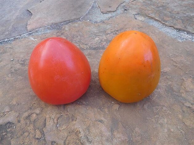 Vlevo dobe vyzrálý - vpravo stále tvrdý persimmon