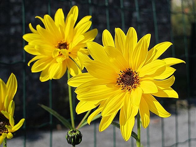 Tohle je také slunenice, ale vytrvalá (asi Slunenice pozdní Helianthus x...