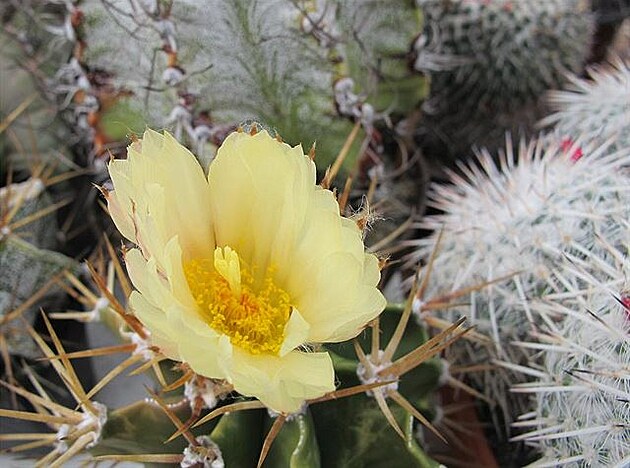 Jet vykvetlo Astrophytum