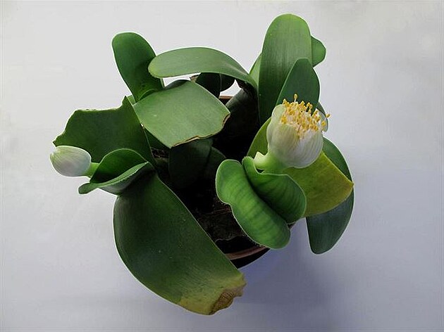 Krvokvt Haemanthus albiflos