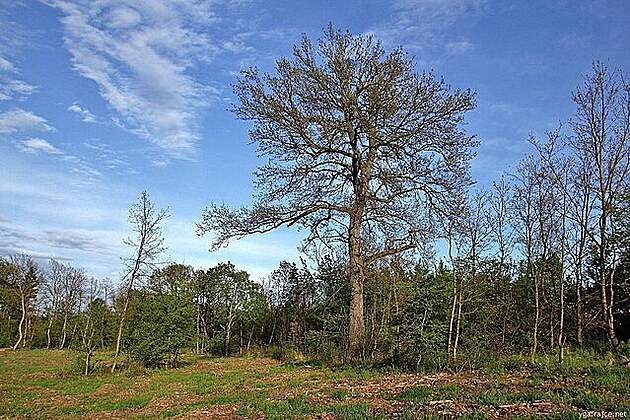 Nkteré stromy se teprve zaínají zelenat (Kaní obora) 6.5.2021