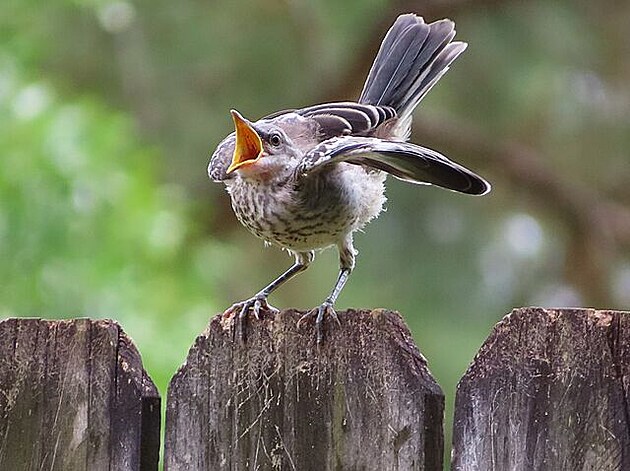 Hladové ptáe mocking bird (drozd mnohohlasý)