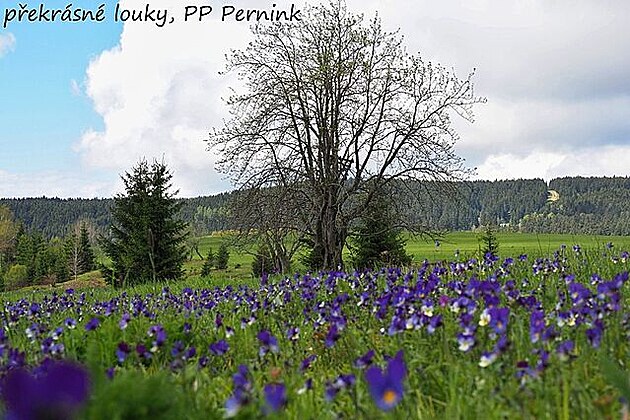 Pírodní památka Pernink