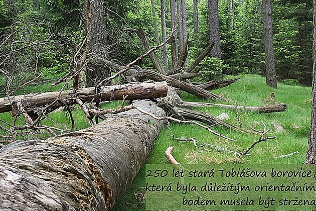 250letá Tobiáova borovice musela být pokácena