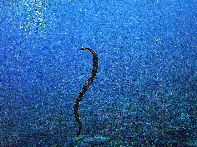Moský had u Niue