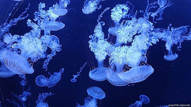 Co dlají medúzy, kdy se jim zamotají nohy? Eee vlasy? Teda chapadla?