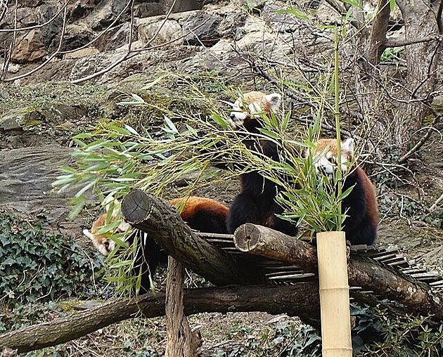 Pandy svaí, Zoo Praha
