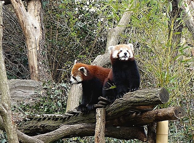 Pandy svaí, Zoo Praha