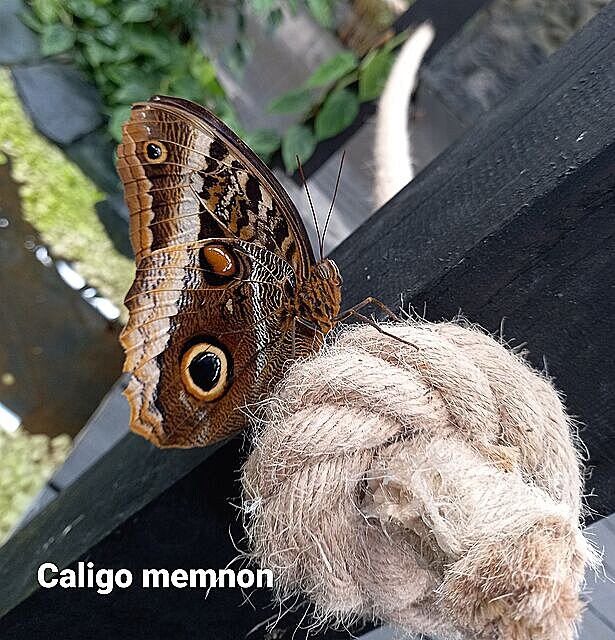 Caligo memnon, motýlí dm v Praze