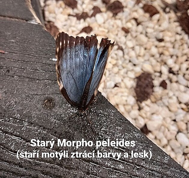 Starý Morpho peleides, motýlí dm v Praze