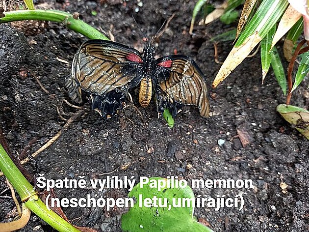 patn vylíhnutý Papilio memnon. Motýlí dm v Praze