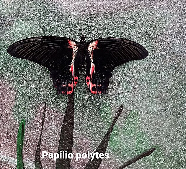 Papilio polytes. Motýlí dm v Praze