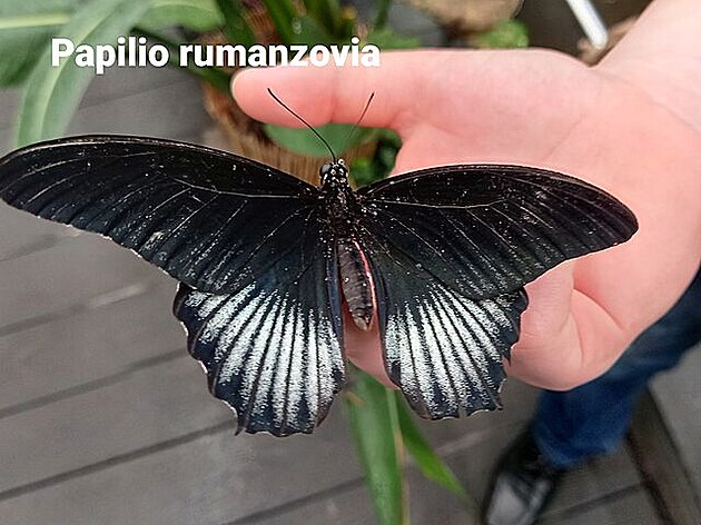 Papilio rumanzovia. Motýlí dm v Praze
