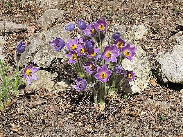 Koniklece, 24. 3. 2022, Botanická zahrada Na Slupi, Praha