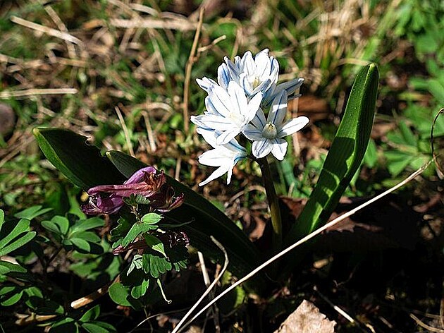 Co je to? 24. 3. 2022, Botanická zahrada Na Slupi, Praha