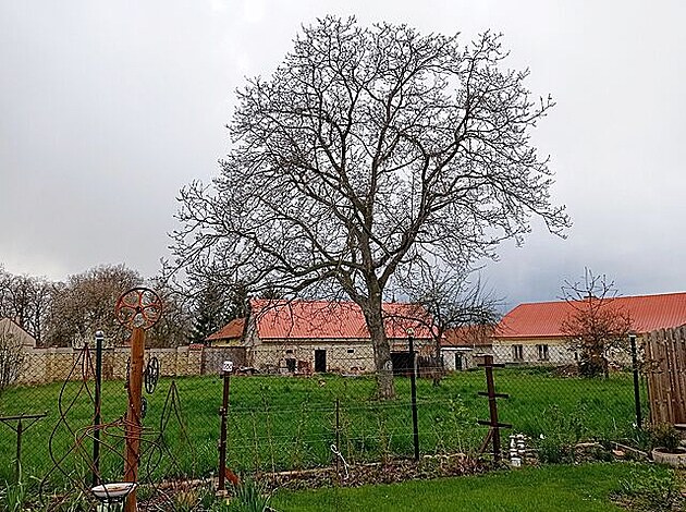 Starý oech, duben 2022