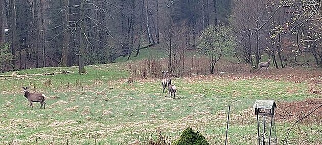 Jeleni a lan na zahrad u KarN  jsou foceni z verandy. Evidentn hledají...