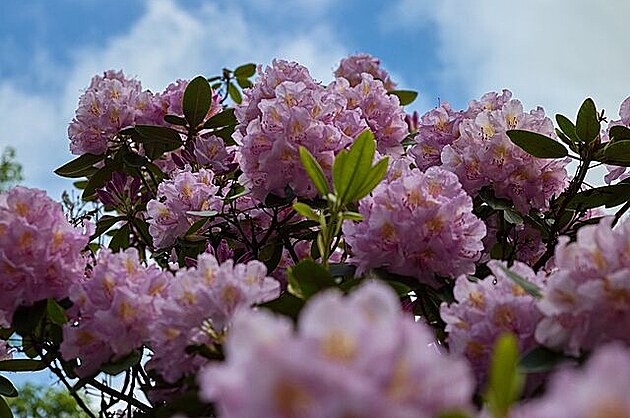 Liberecké rododendrony