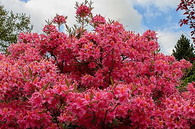Liberecké rododendrony, kvten 2022