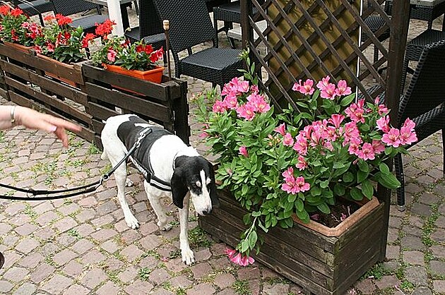 Eguisheim, Alsasko. Candy, bernský honi.