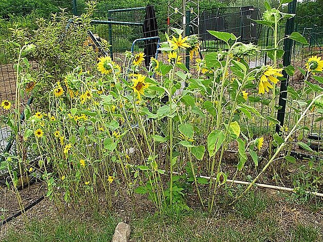 Slunenicový háj. Zahrada v Modanech, ervenec 2022