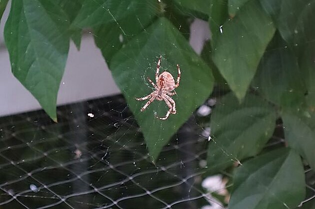 Zalévání truhlíku na balkon mi komplikuje tento exemplá kiáka