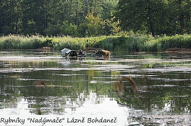 Rybníky Nadýmače, Lázně Bohdaneč, srpen 2022