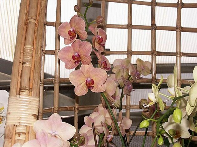 Botanická zahrada - orchideje 8
