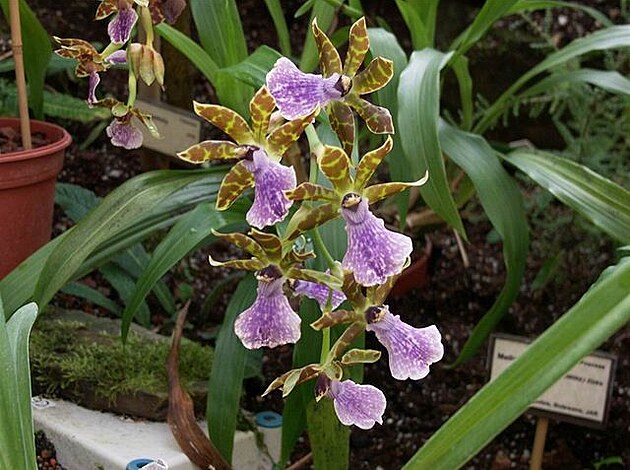 Botanická zahrada - orchideje 11