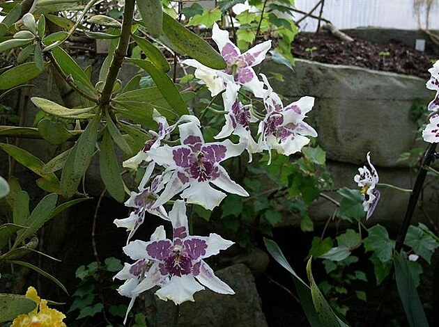 Botanická zahrada - orchideje 12