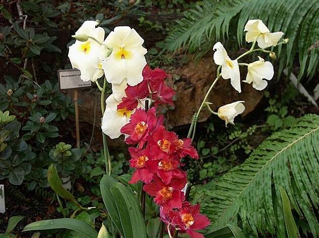 Botanická zahrada - orchideje 13