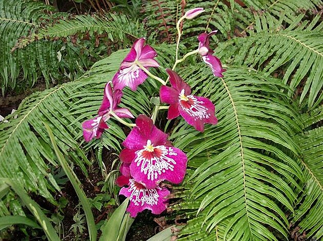 Botanická zahrada - orchideje 14
