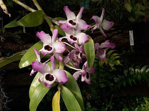 Botanická zahrada - orchideje 15