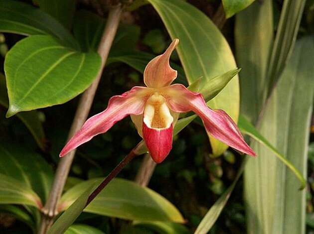 Botanická zahrada - orchideje 16
